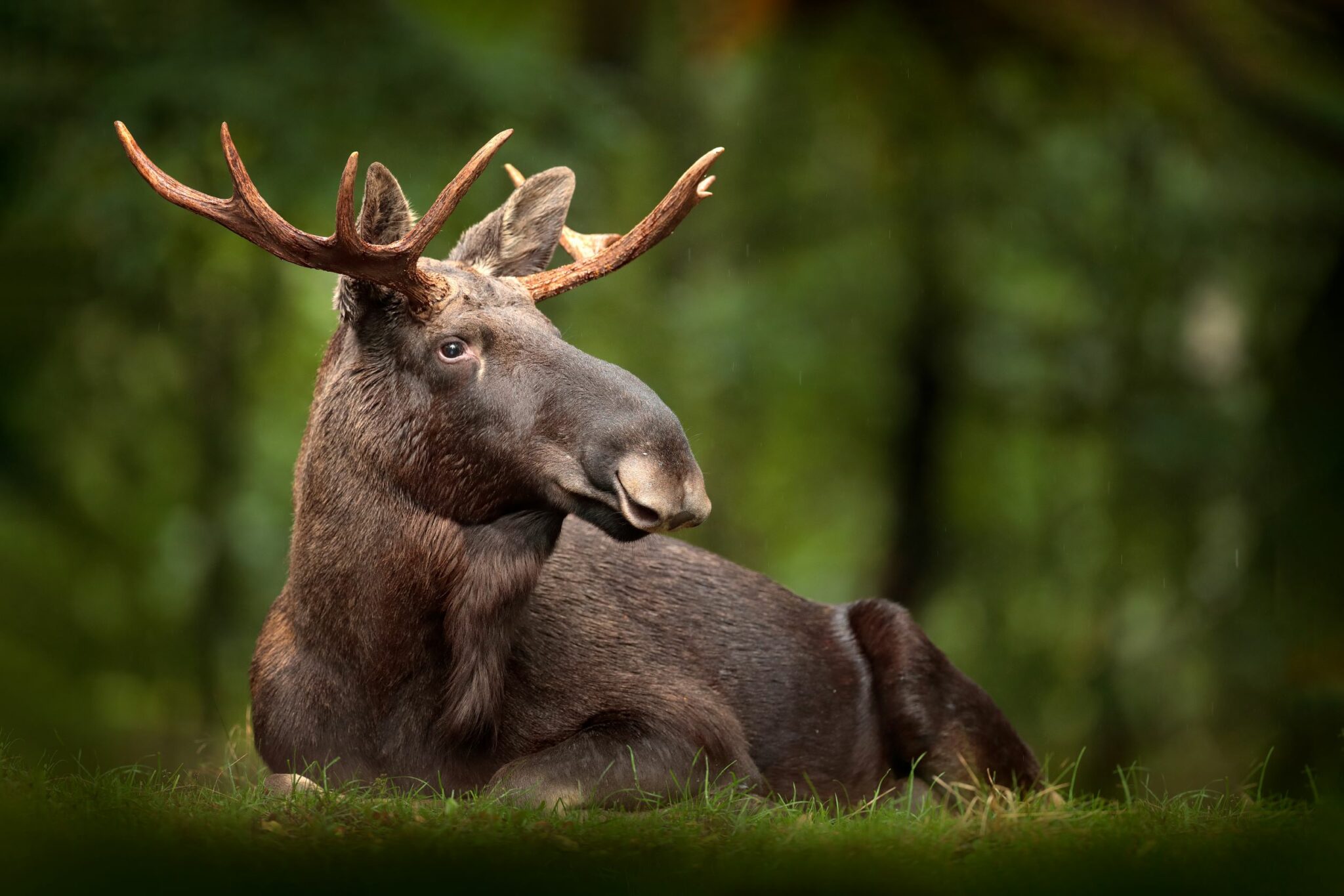 Звуки лося слушать. Европейский Лось alces alces. Евразийский Лось. Лоси в Москве. Лось в Эстонии.