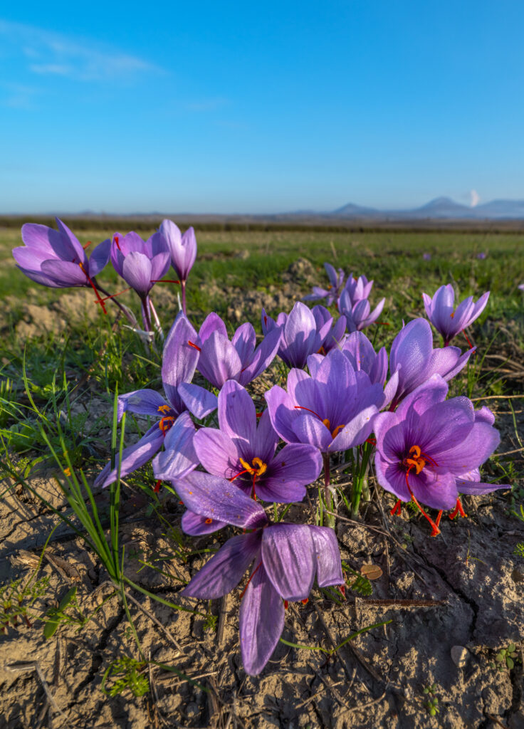 In the purple Crocus scented fields of Kozani travel.gr