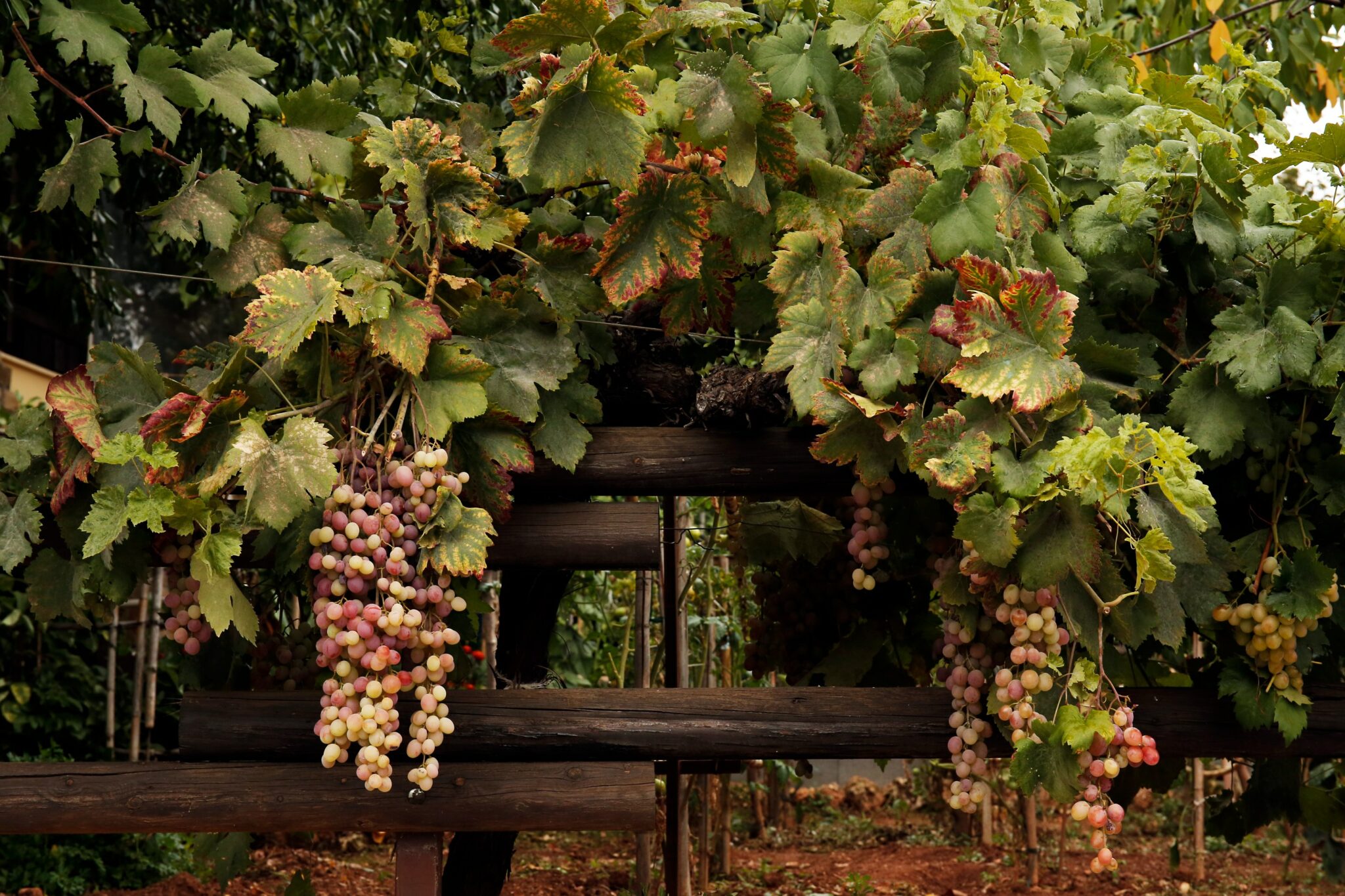 5 μονοήμερες κοντά στην Αθήνα για να βρεις την ηρεμία σου 23 %CE%A0%CE%B1%CE%BD%CF%84%CE%BF%CF%8D %CE%B1%CE%BC%CF%80%CE%AD%CE%BB%CE%B9%CE%B1 %CE%BA%CE%B1%CE%B9 %CE%BA%CE%BB%CE%B7%CE%BC%CE%B1%CF%84%CE%B1%CF%81%CE%B9%CE%AD%CF%82