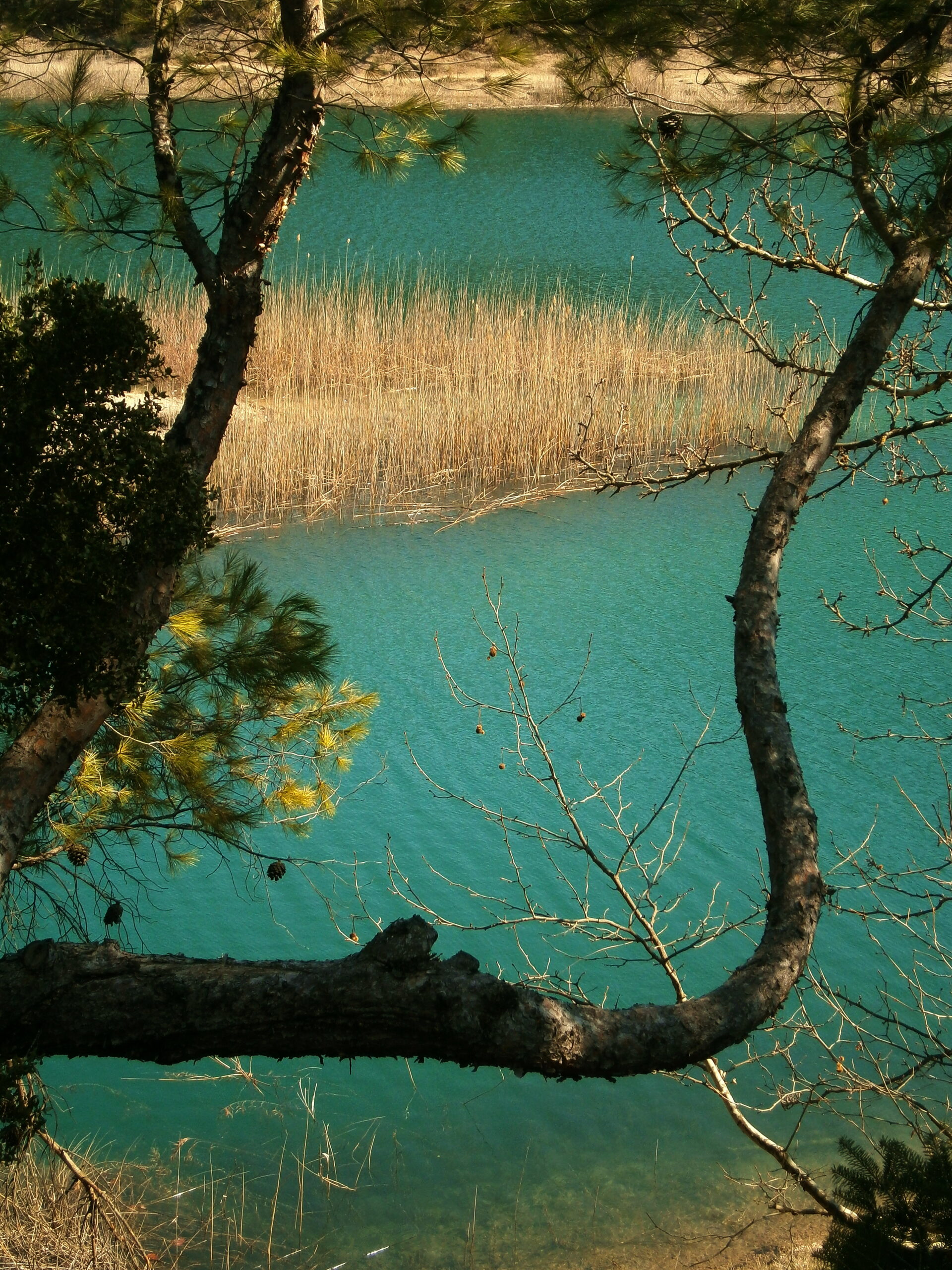 Photo: Evangelos Papacharalampous/Wikimedia Commons