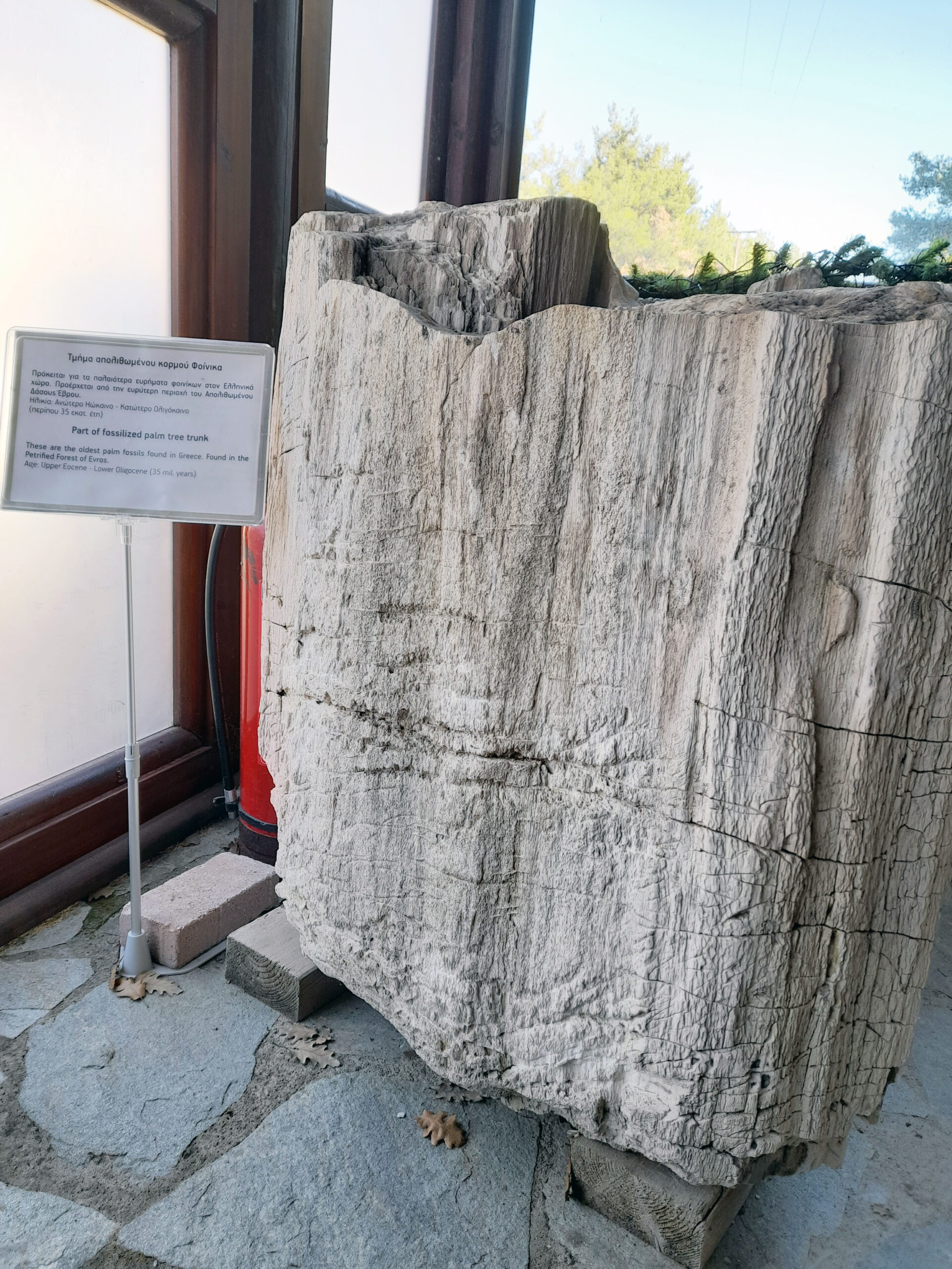 [VID+PICS] Το ηλικίας 40 εκ. ετών Απολιθωμένο Δάσος Λευκίμης Έβρου με τα μοναδικά παγκοσμίως απολιθωμένα αμπελόφυλλα
