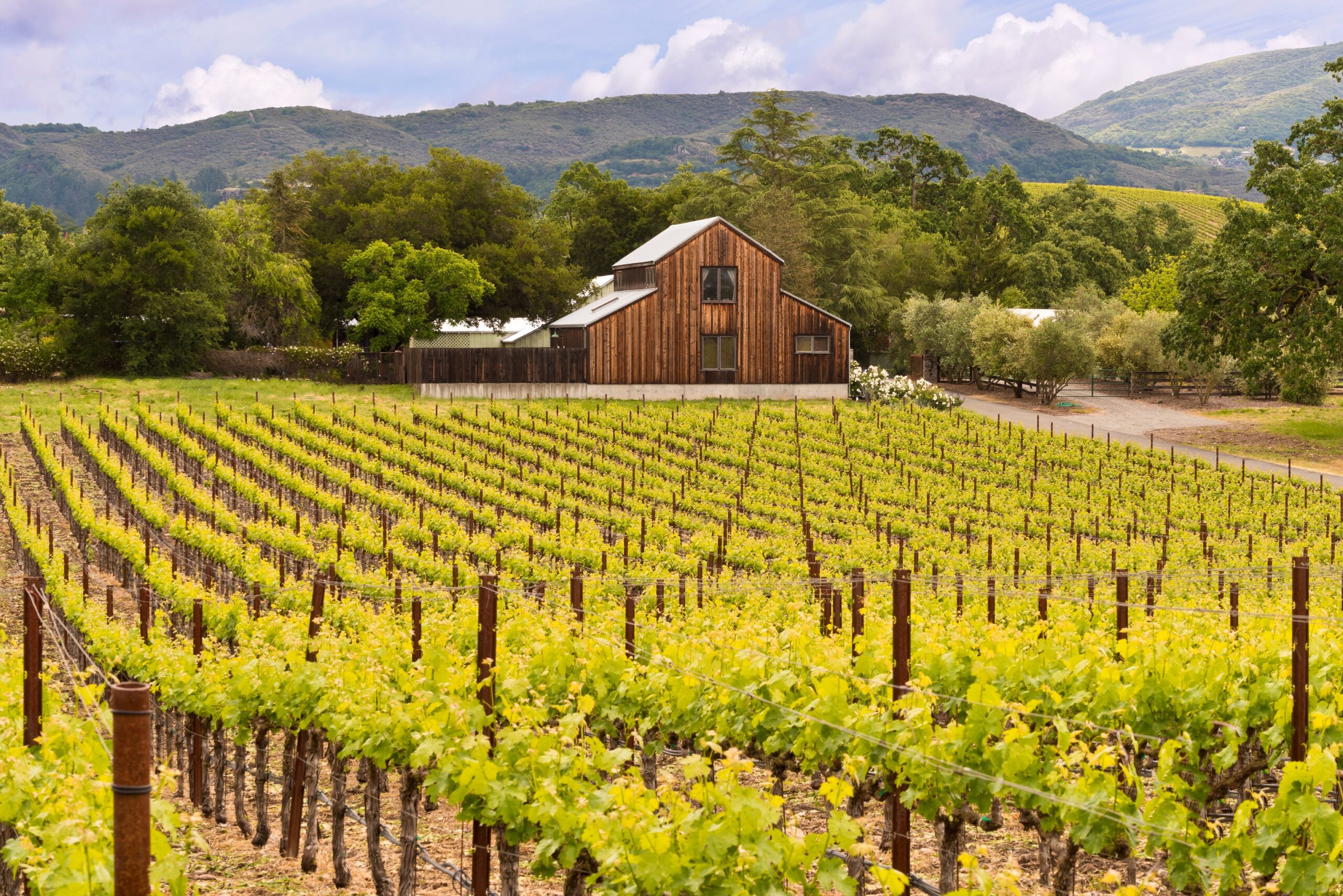 Winery. Napa Valley Калифорния. Калифорния Напа виноградники. Долина виноделия Напа. Долина Напа винодельня.
