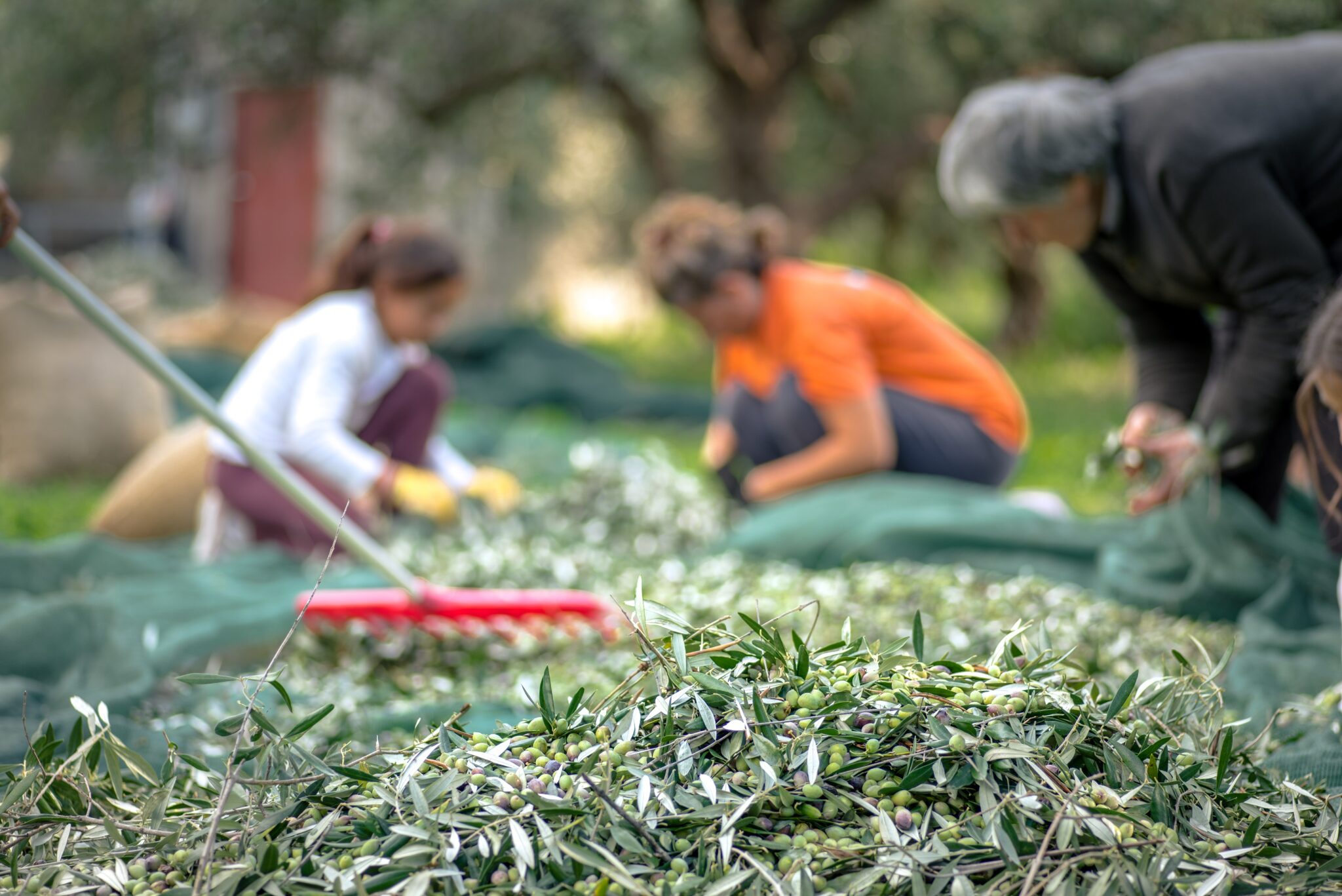 Curiosity & Insights - 5 things to know about olive's harvest and