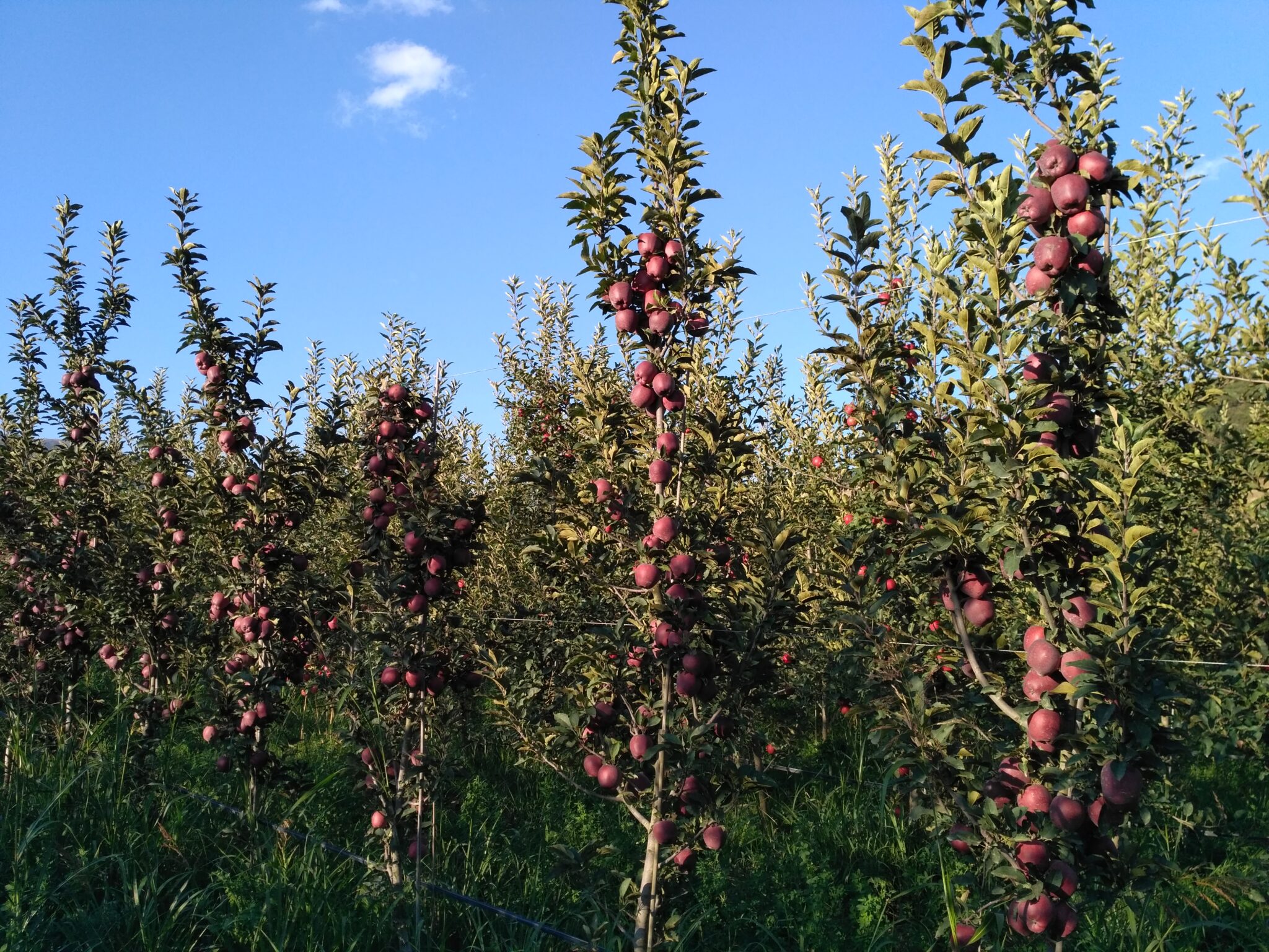 red delicious