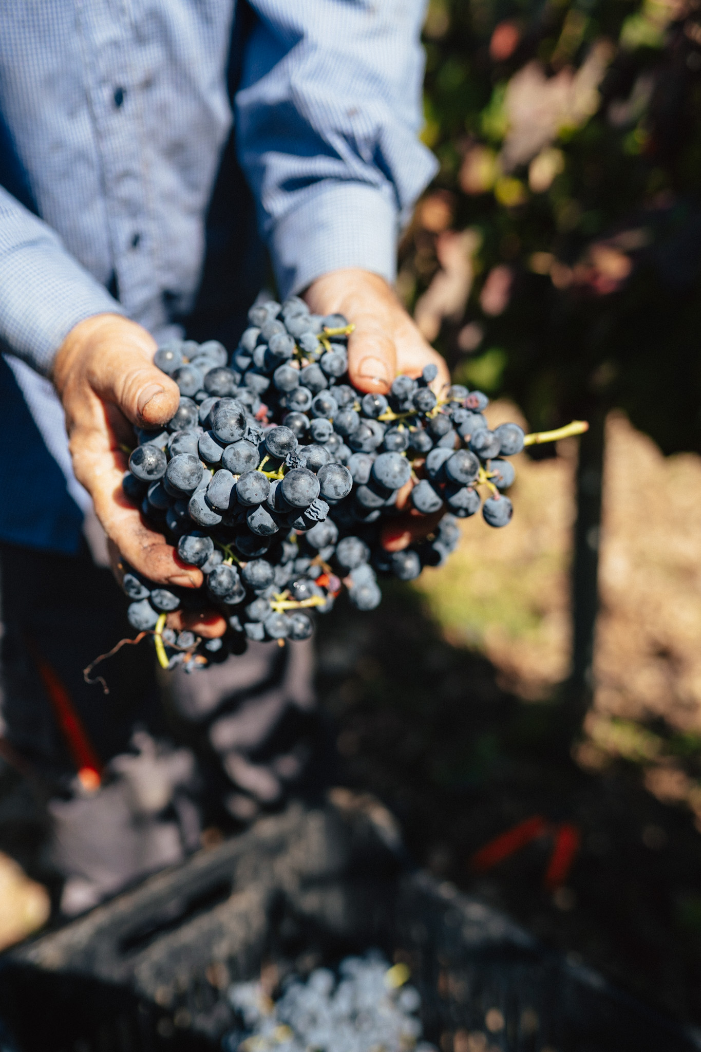 The vines / Mega Spileo Estate