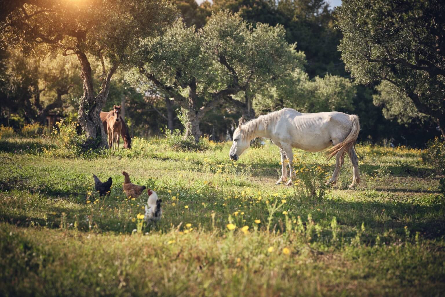 Best Farm Guesthouses in Greece / Logothetis Organic Farm
