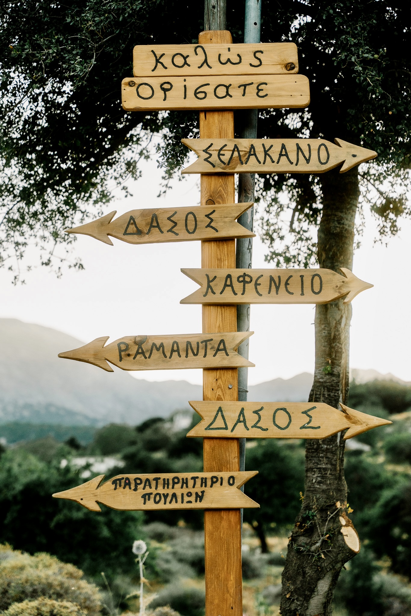 Selekano Forrest / Lasithi