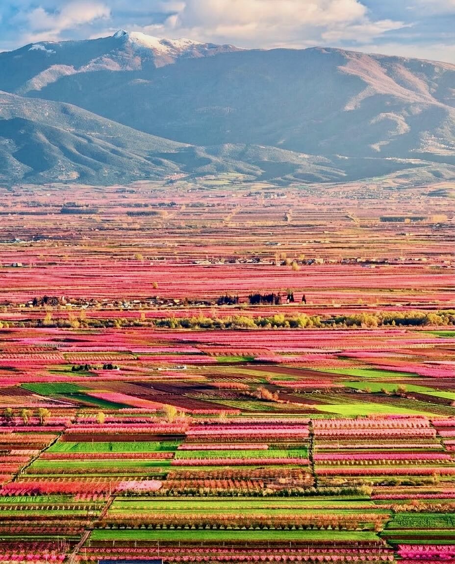 Peach Blossom / Veria