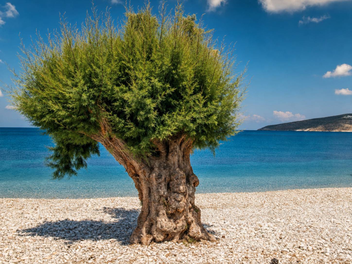 Tilos