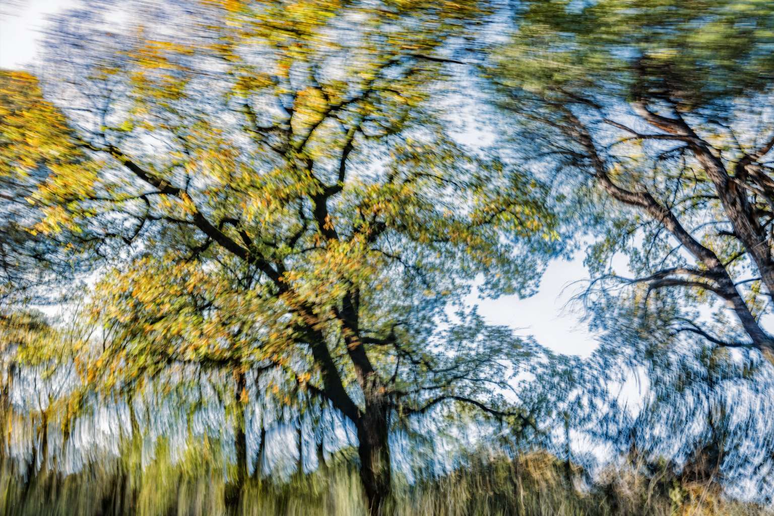 2026 Athens Fall Cultural Agenda - Trees Dance! / Tassos Vrettos