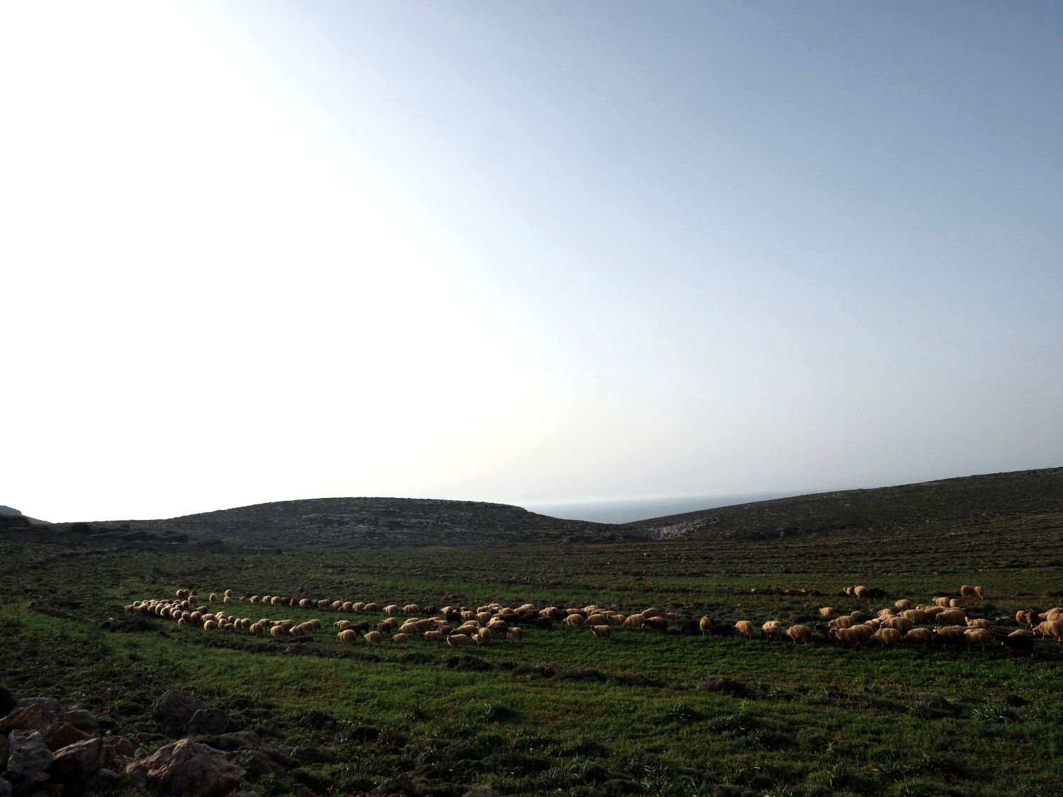 Cheeses of the South Aegean: A flock of sheep grazing in the mountains of Kasos