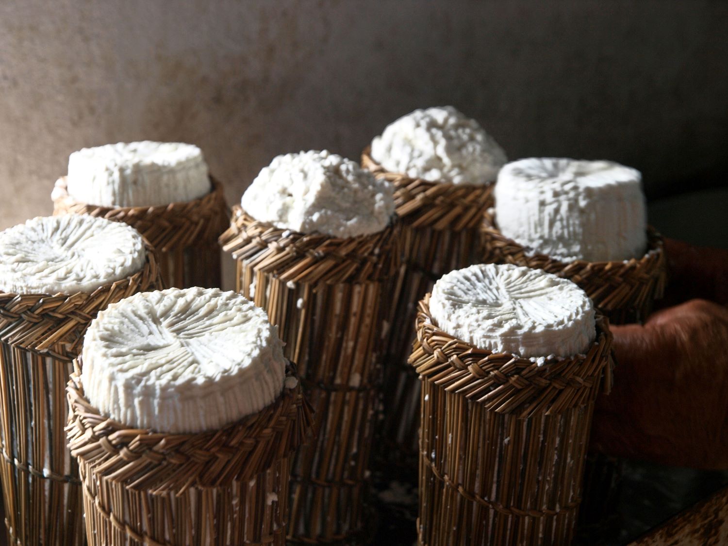 Cheeses of the South Aegean: Fresh cheeses draining in woven molds on Leros